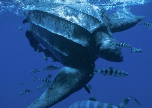 Loggerhead turtle swimming